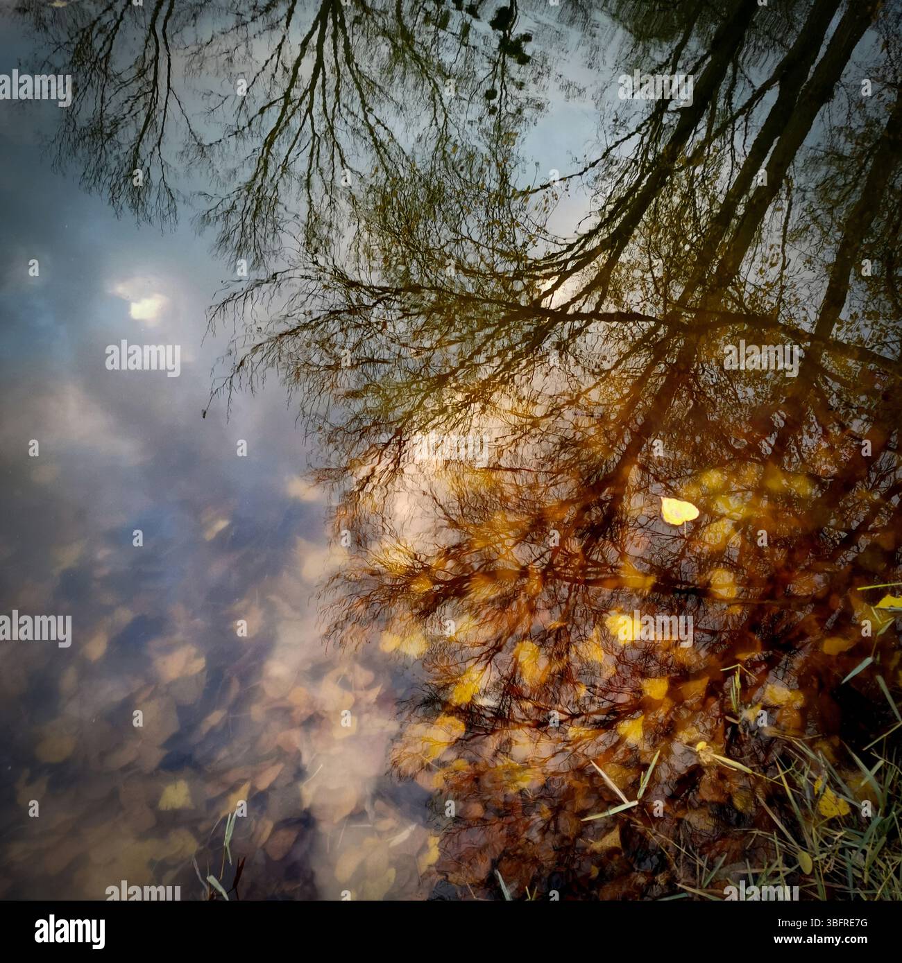 Golden autumn leaves float on the calm surface of a pond, perfectly mirroring trees and a cloudy sky - Smartphone Captured Stock Image