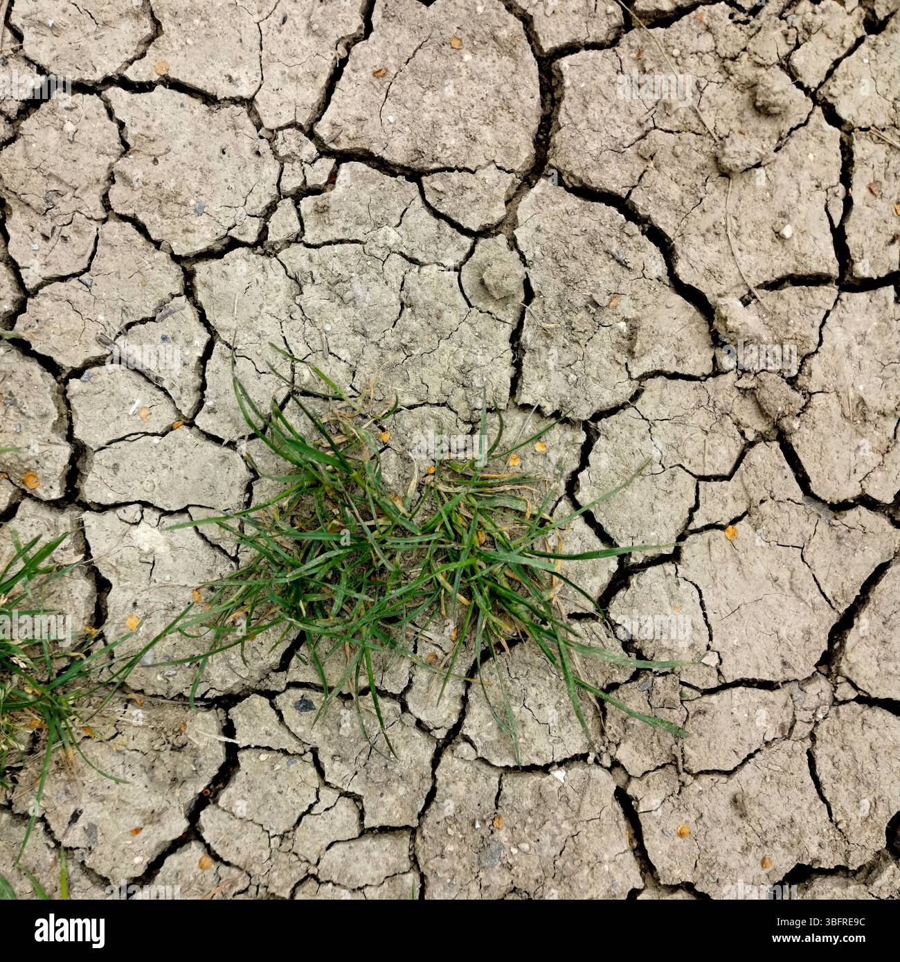 Dried cracked earth displays deep fissures, with a tuft of green grass emerging in the center, showcasing nature's resilience in harsh - Smartphone Captured Stock Image