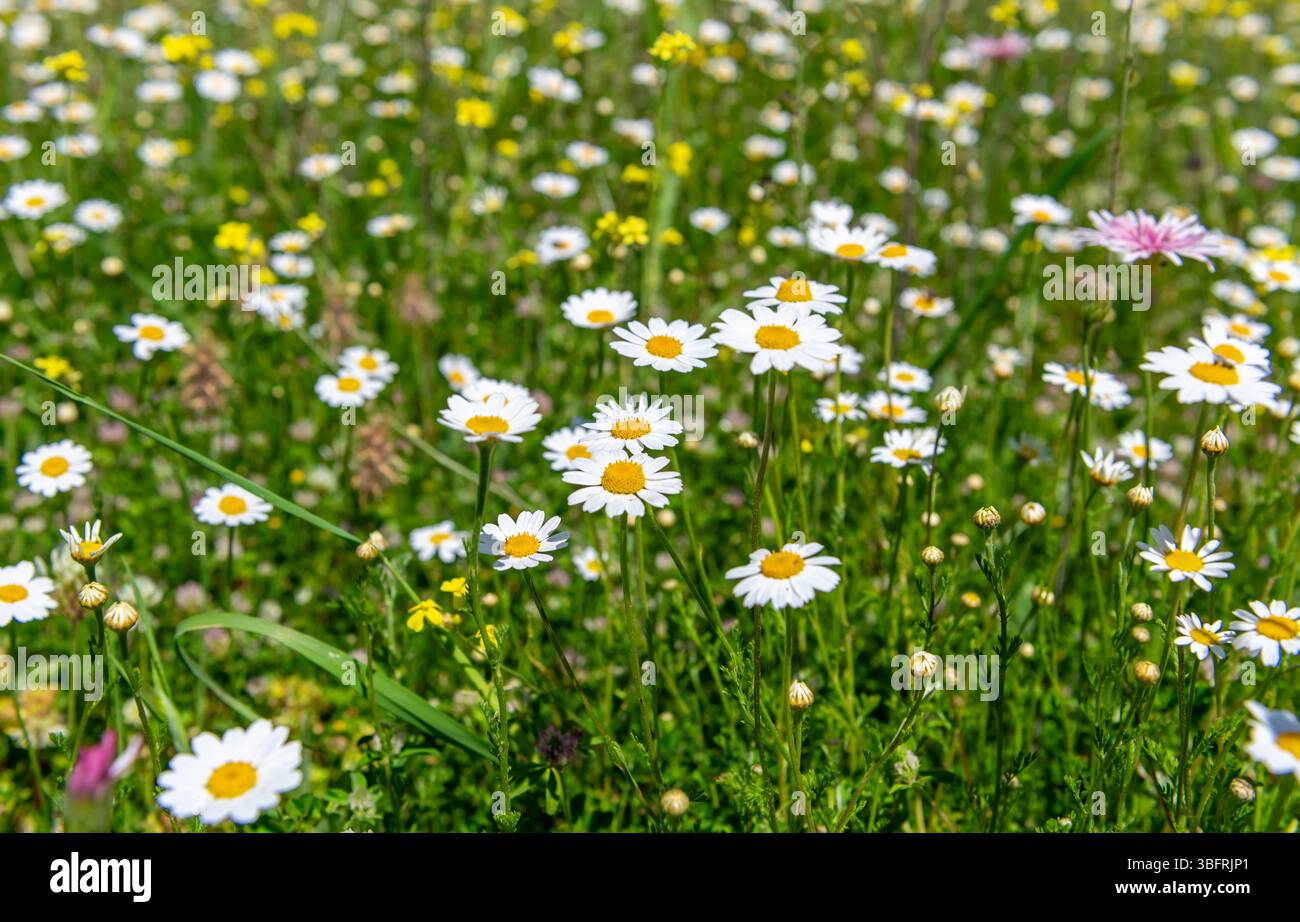 Wild flowers growing on a mountain farm field in Spring Stock Photo - Alamy