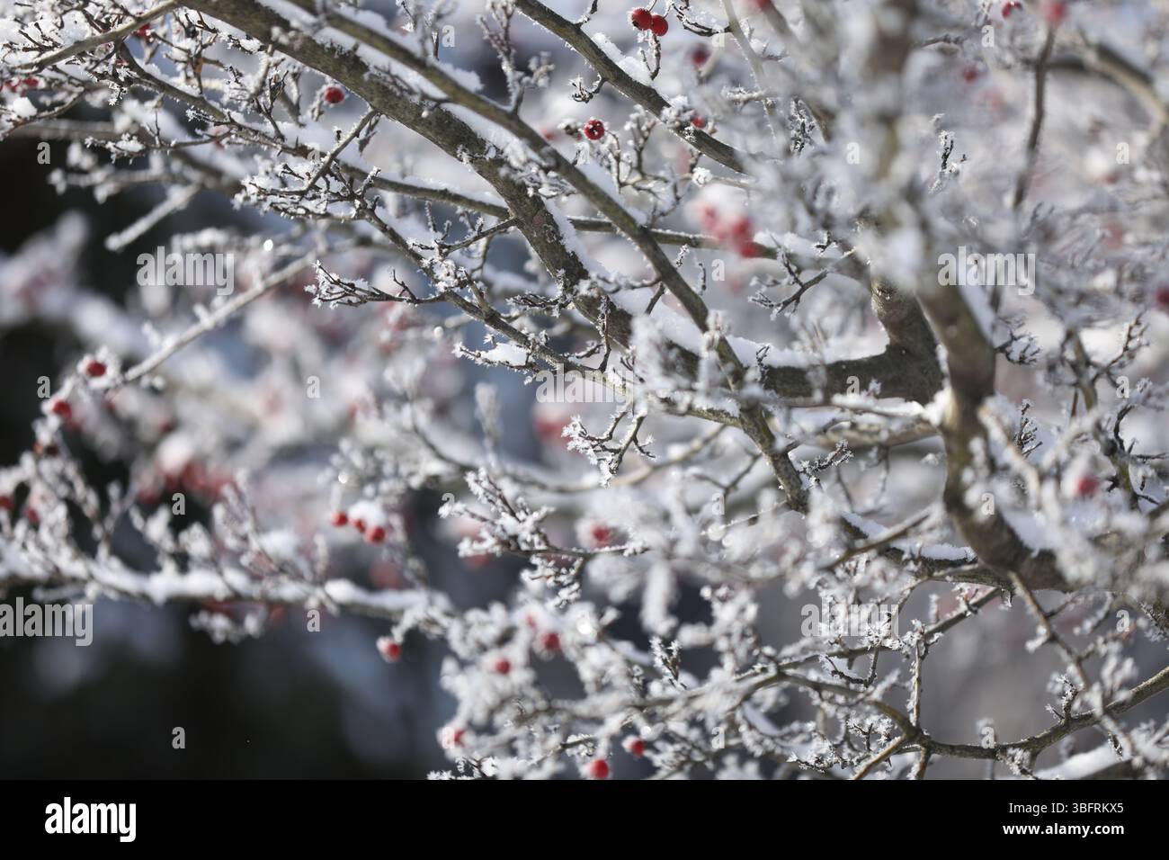 Snowfall on frosted pine tree hi-res stock photography and images - Alamy