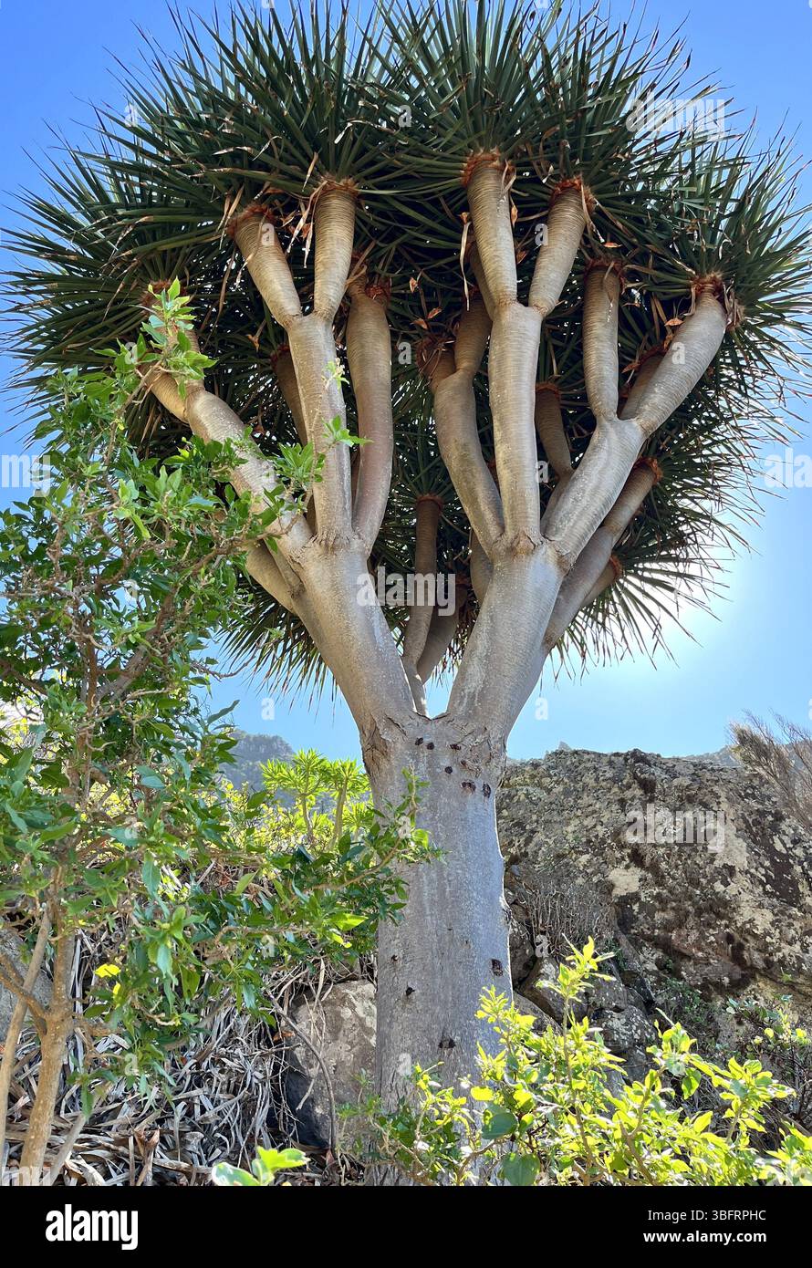 Close-up view of a Dragon Tree (Dracaena draco) showing its unique branching  structure and thick trunk, growing in the volcanic landscape of Tenerife  Stock Photo - Alamy