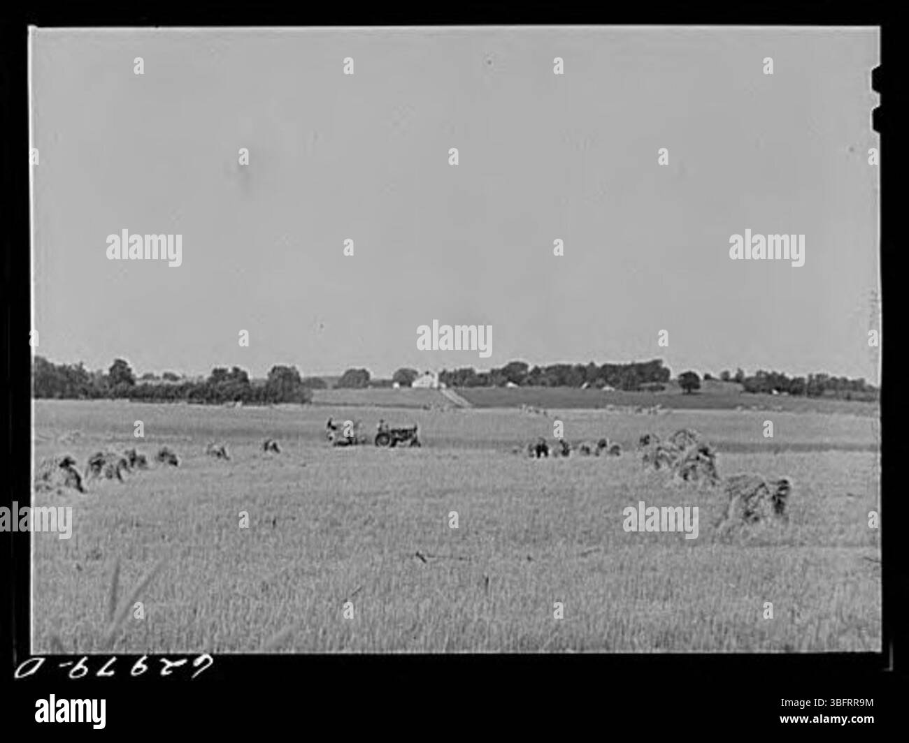 Photograph of a wheat harvest, capturing the labor-intensive process of ...