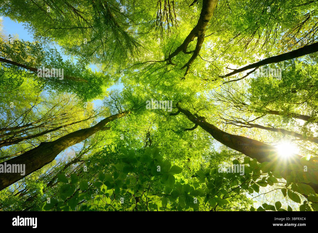Trees looking up leaves hi-res stock photography and images - Alamy