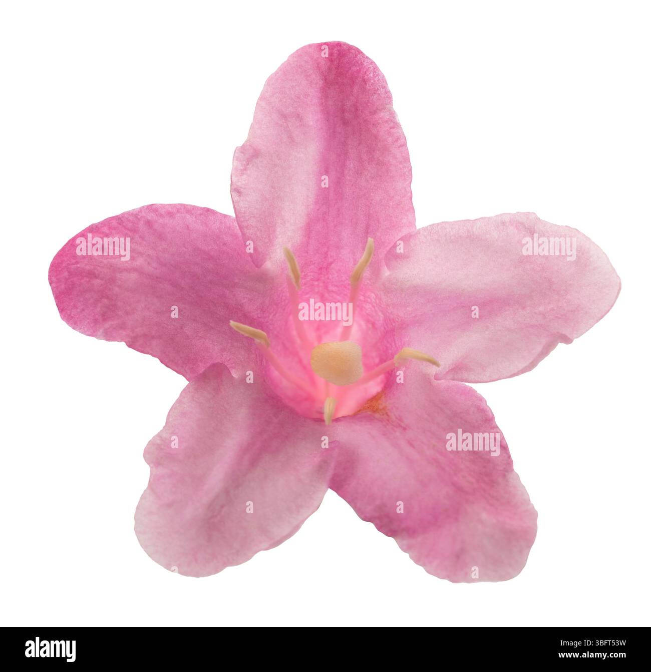 Old fashioned weigela isolated on white Stock Photo