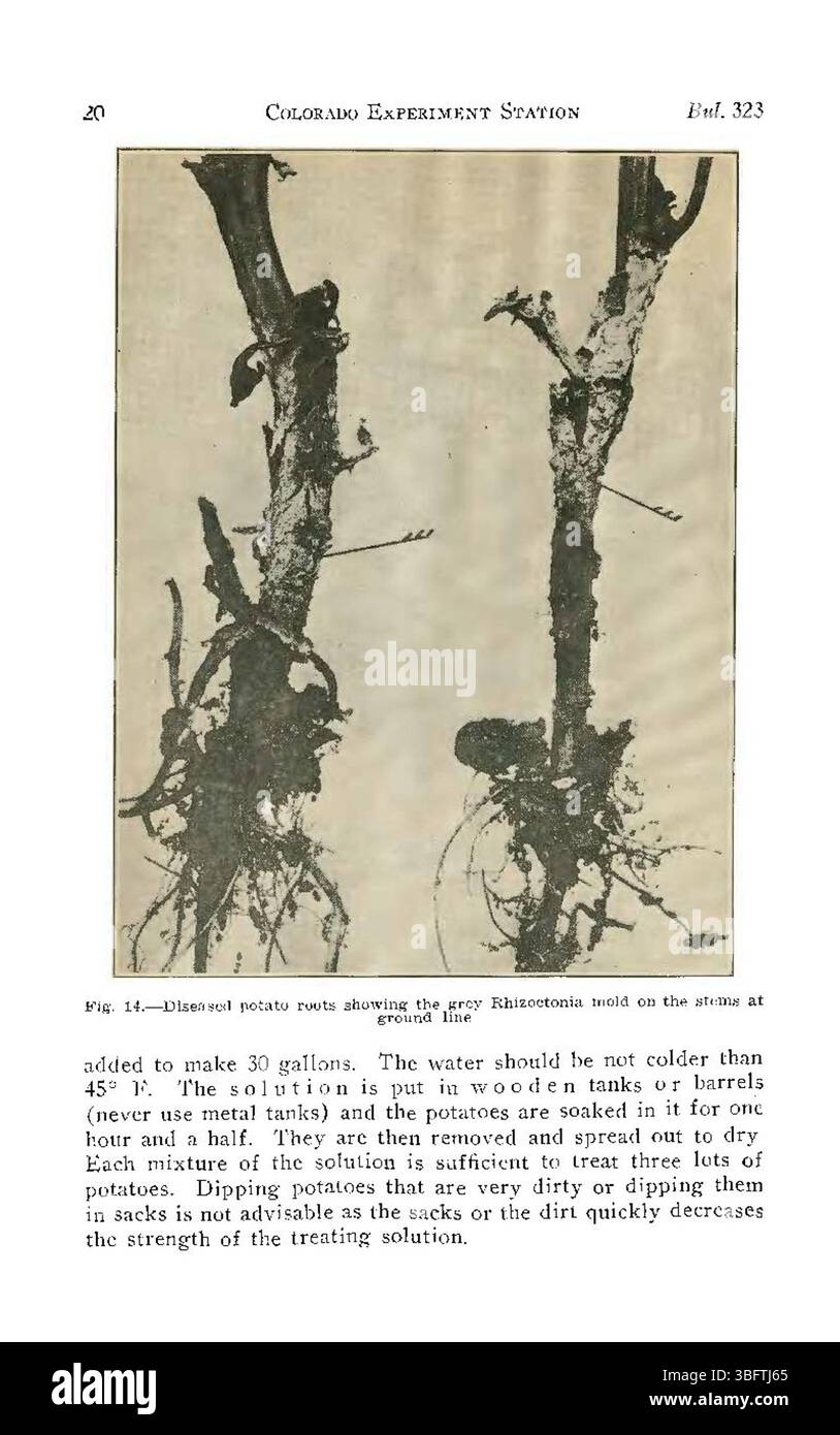 Common blight Cut Out Stock Images & Pictures - Alamy