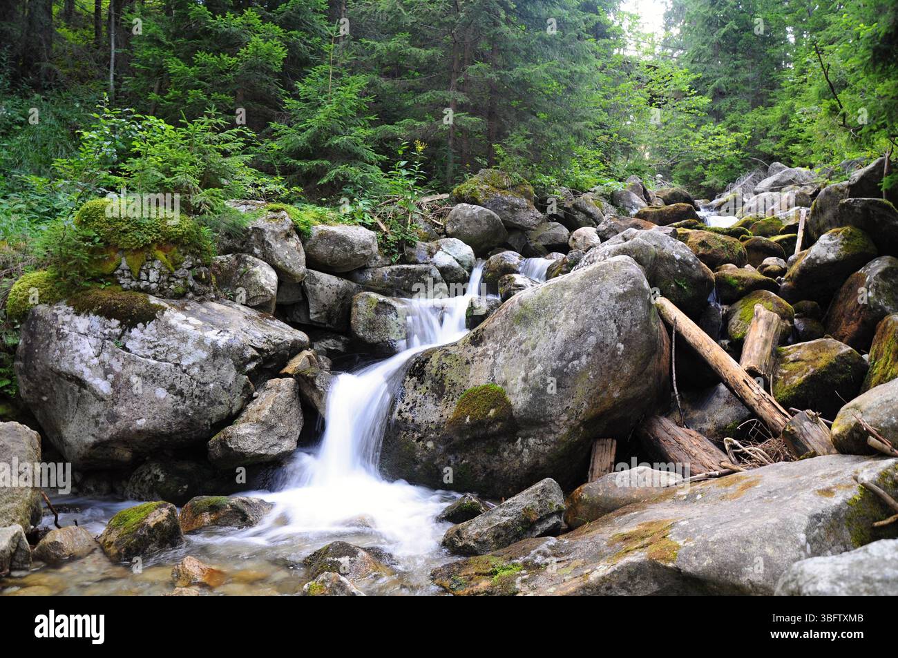 Nice small waterfall plants hi-res stock photography and images - Alamy