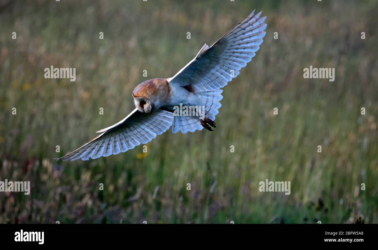 Barn owl hunting the meadow Stock Photo
