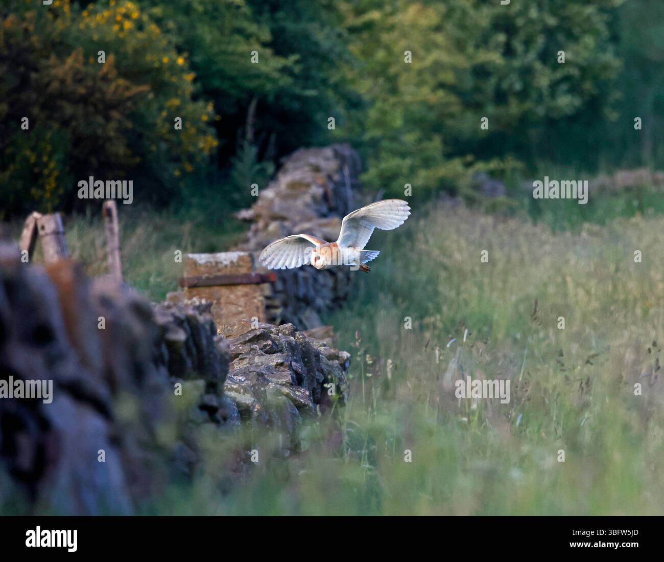 Barn owl hunting the meadow Stock Photo