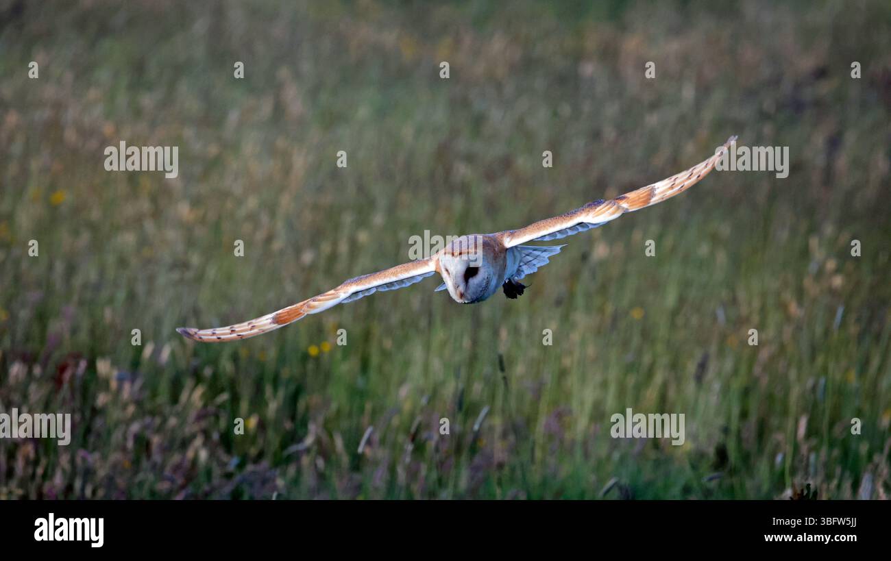 Barn owl hunting the meadow Stock Photo