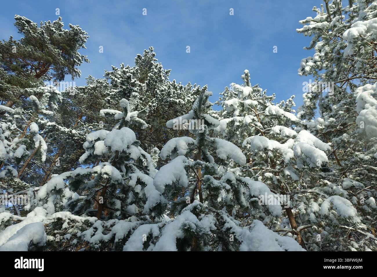White winter sunny day with snow on trees Stock Photo