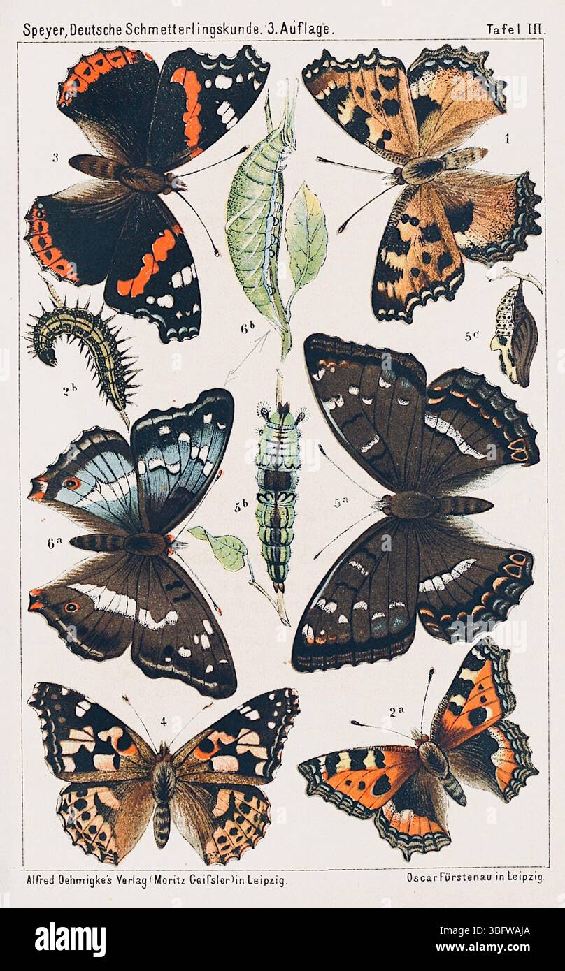 Adolf Speyer - Butterfly Collection - c1880 Stock Photo