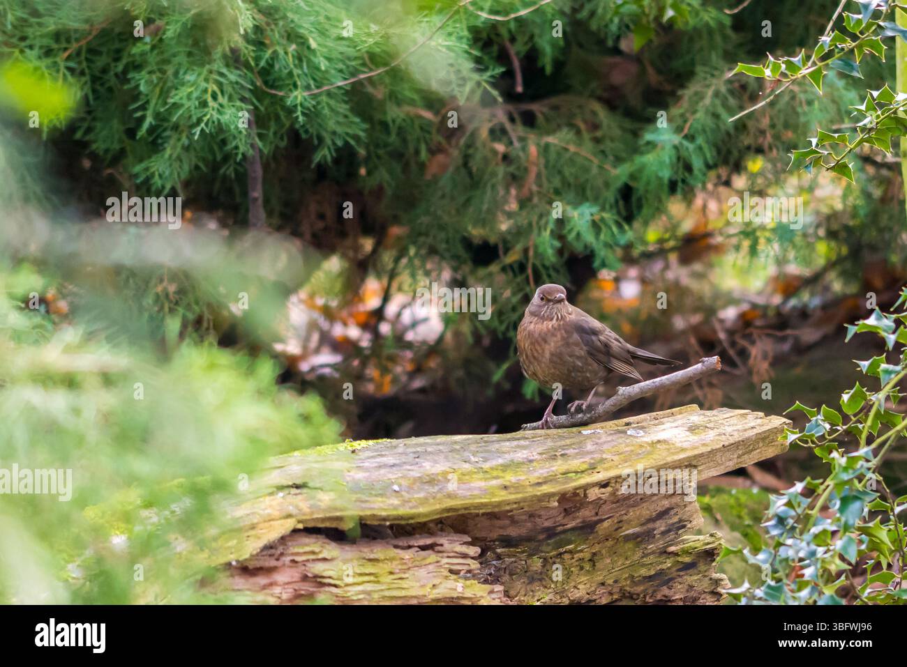 Small brown bird placed on the stone, in the autumn forest Stock Photo