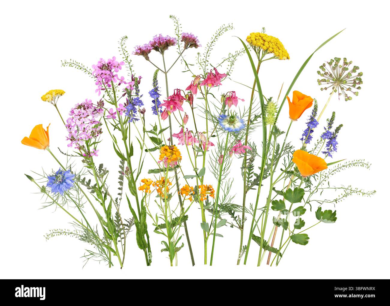 Colorful meadow and garden flowers in springtime Stock Photo