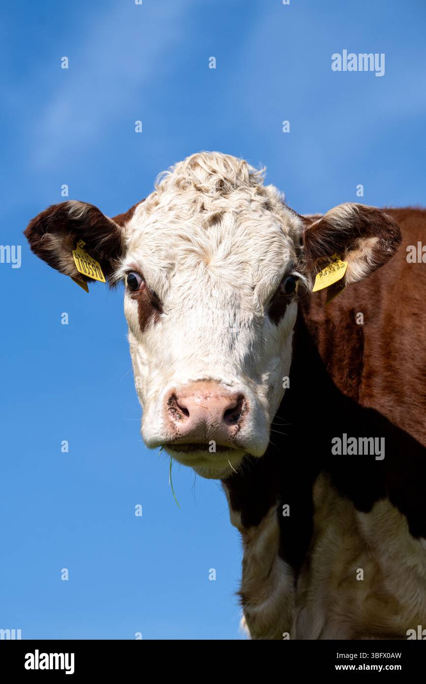 Close up of a head of a Hereford cow, a native British beef breed ...