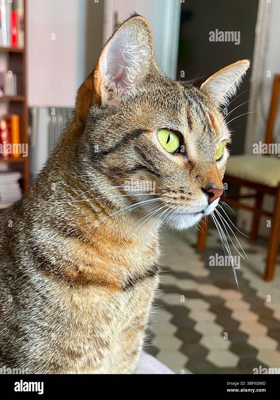 Tabby cat. Close view. - Smartphone Captured Stock Image