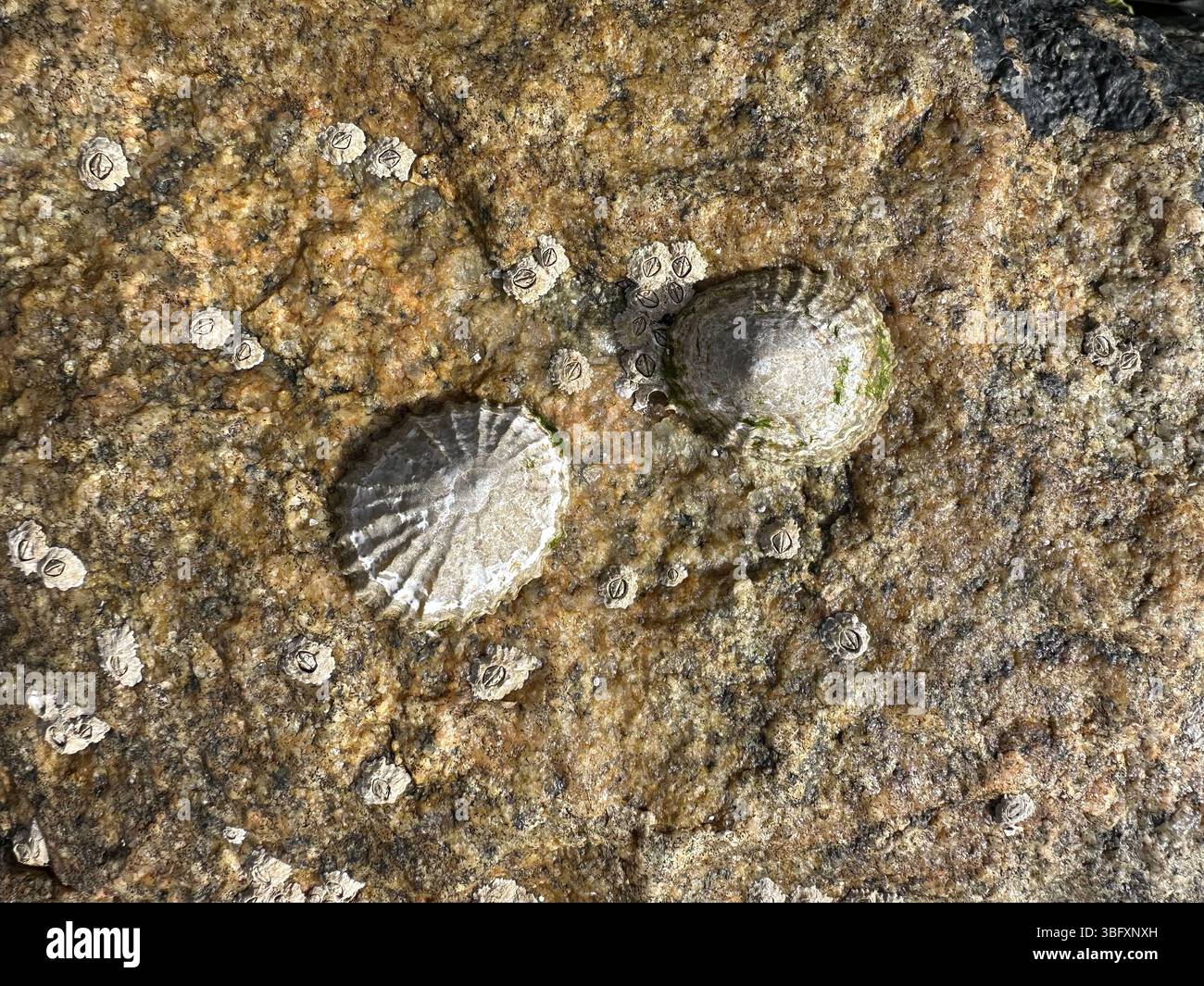 Limpets and Barnacles - Smartphone Captured Stock Image