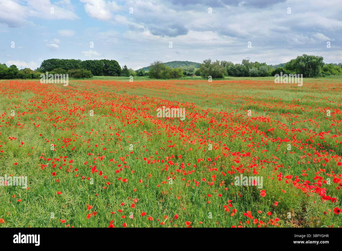 3.6.2025 Mohn Tausende Mohnblumen färben ein Feld in Nordbaden rot ...
