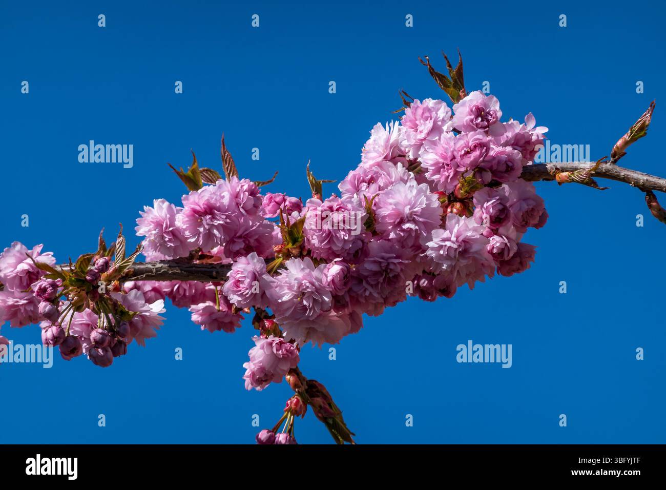 Prunus serrulata kanzan flowering cherry hi-res stock photography and ...