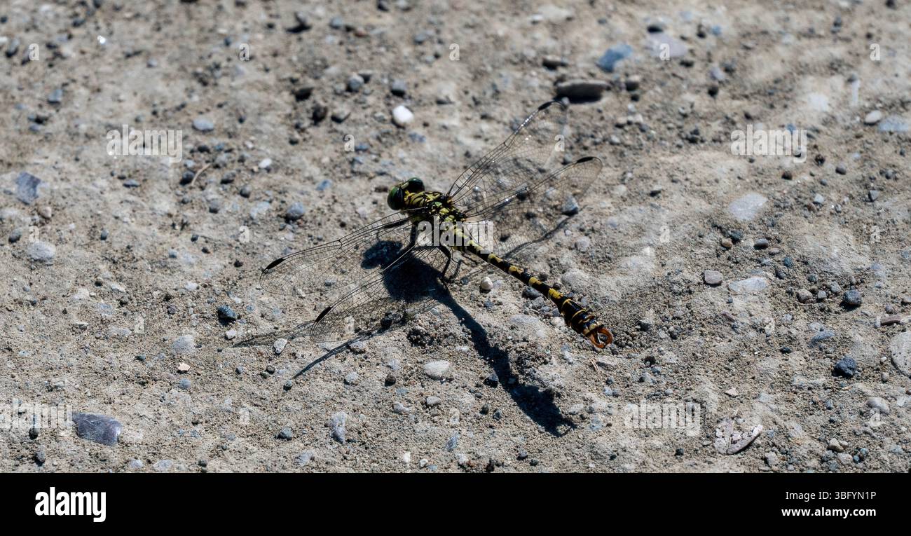 Golden-ringed Dragonfly, Cordulegaster boltonii at Benje, Permet, Albania Stock Photo