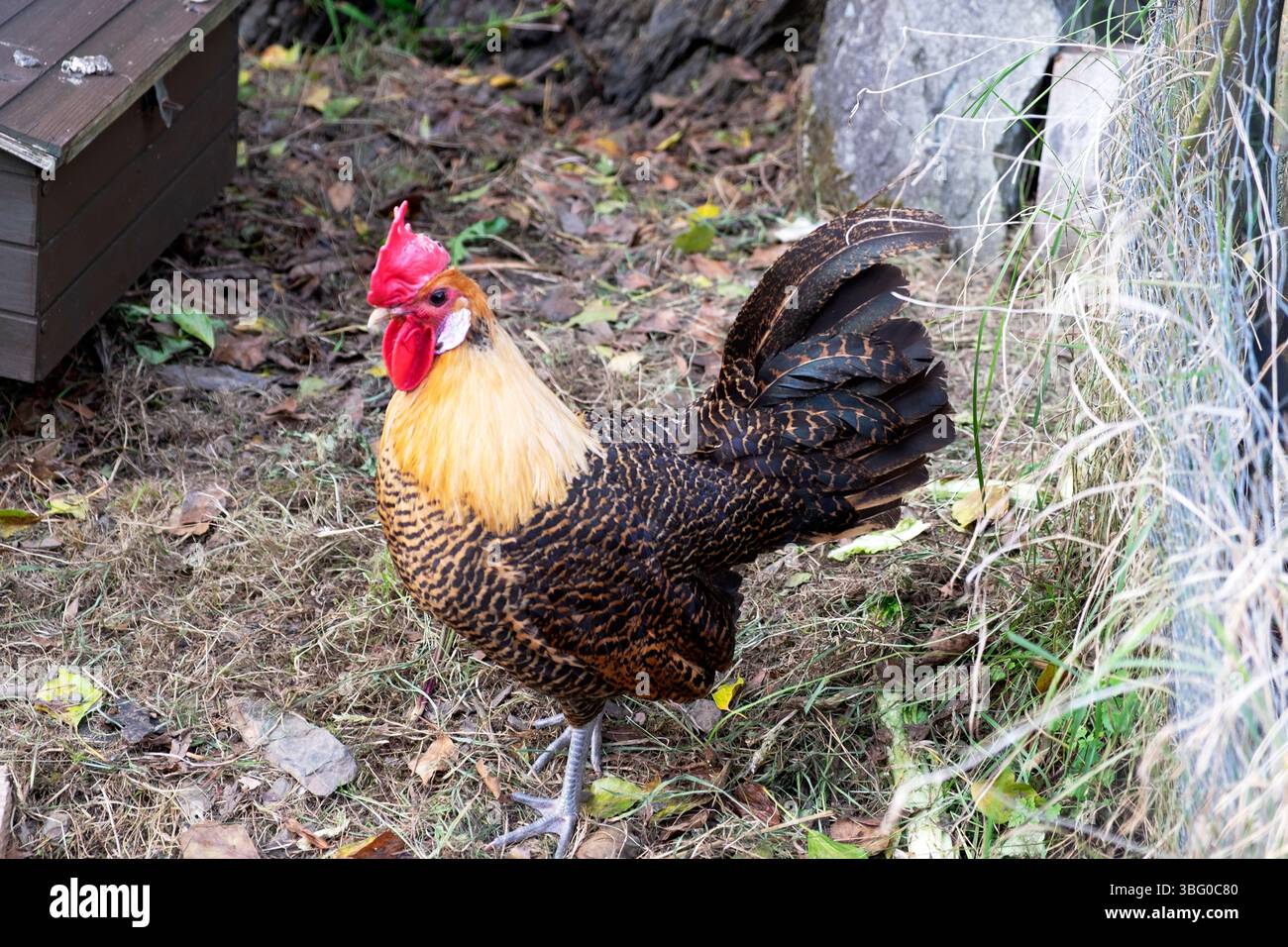 Golden gold Campine Belgian breed cockerel rooster chicken in an enclosure behind wire fence fencing in Carmarthenshire Wales UK KATHY DEWITT Stock Photo