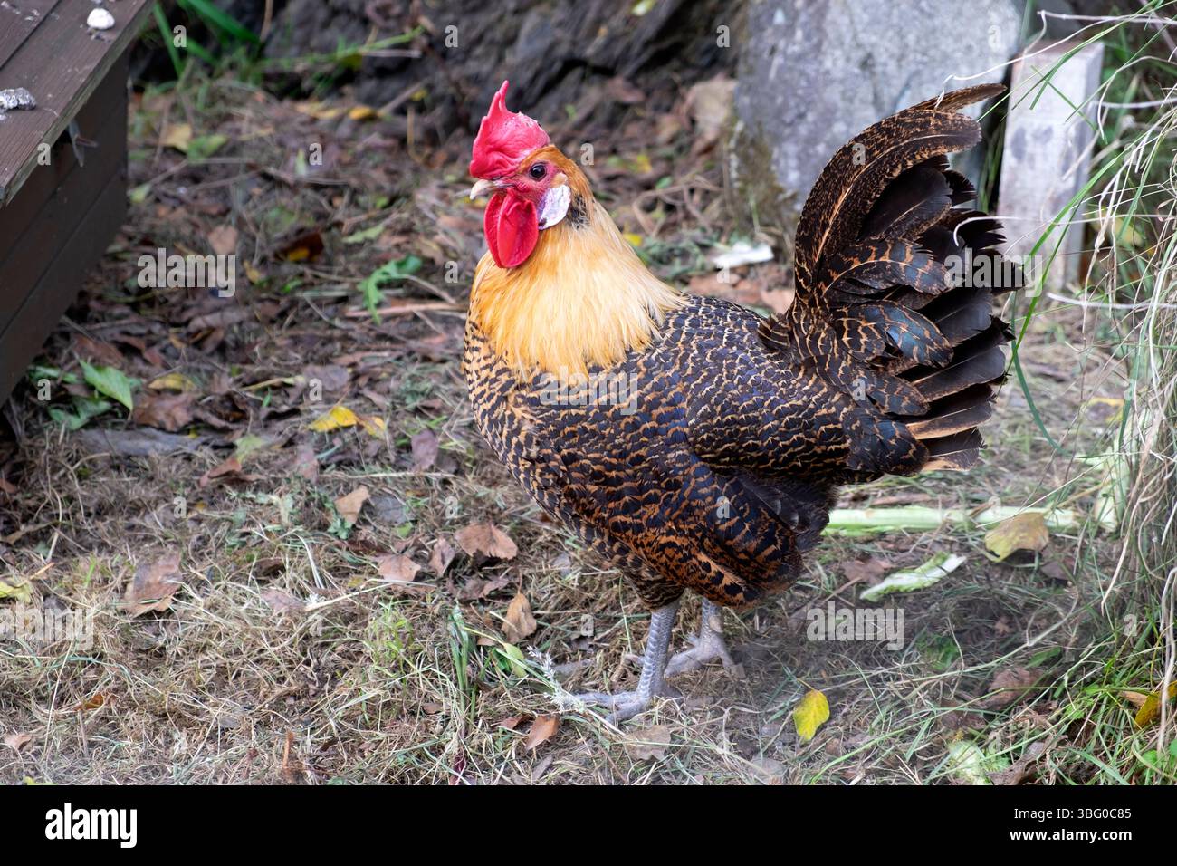 Golden Campine Belgian breed cockerel rooster chicken in an enclosure behind wire fence fencing Carmarthenshire Wales UK KATHY DEWITT Stock Photo