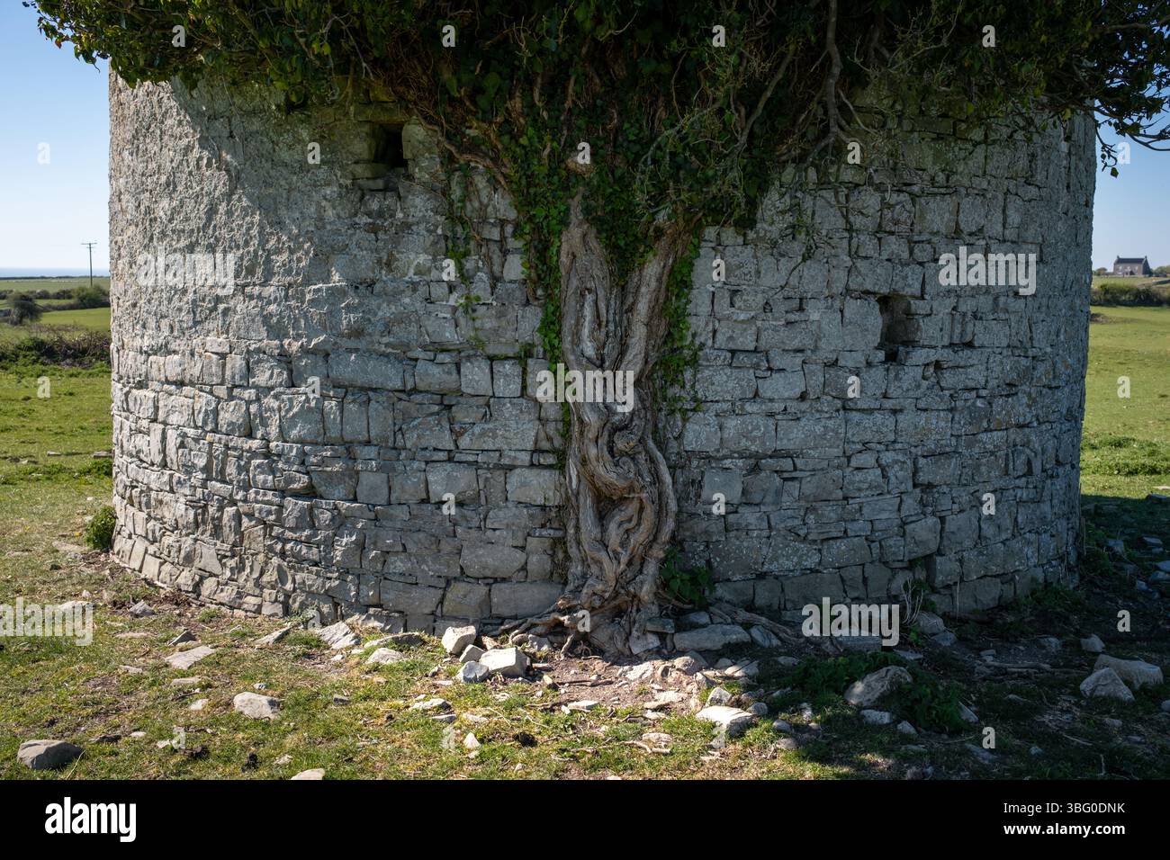 Tree Roots on Monknash Grange Dovecote in South Wales UK Stock Photo ...