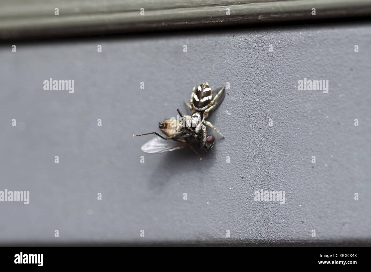 Wall zebra jumping spider (Salticus scenicus), macro, fly, prey, eat, A zebra jumping spider has captured a fly Stock Photo