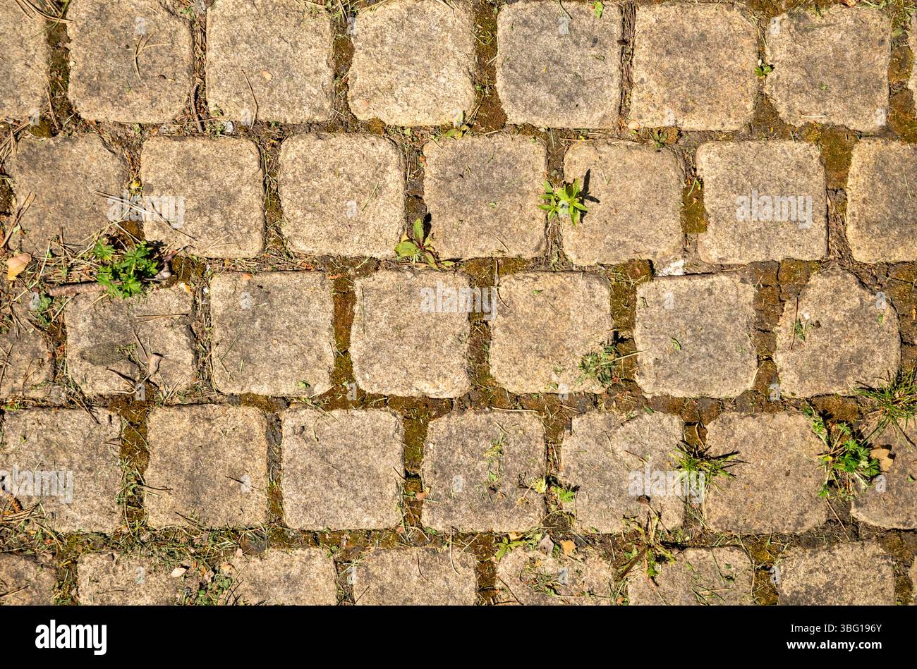Close-up view of a paved surface featuring square stones with weeds and moss growing between them, creating a textured and natural background Stock Photo