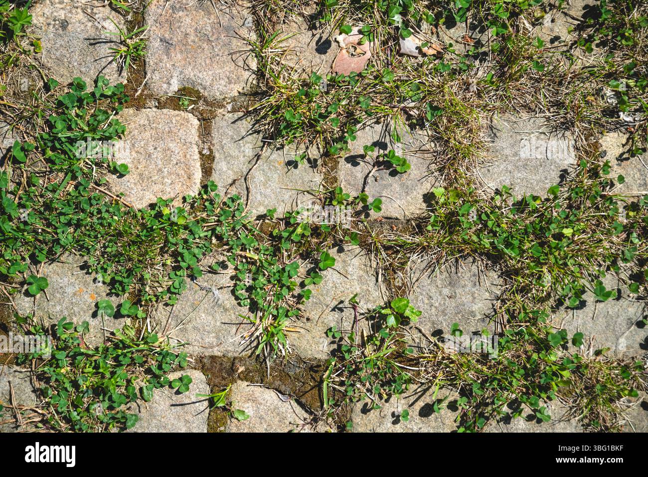 Garden weeds in paving hi-res stock photography and images - Alamy
