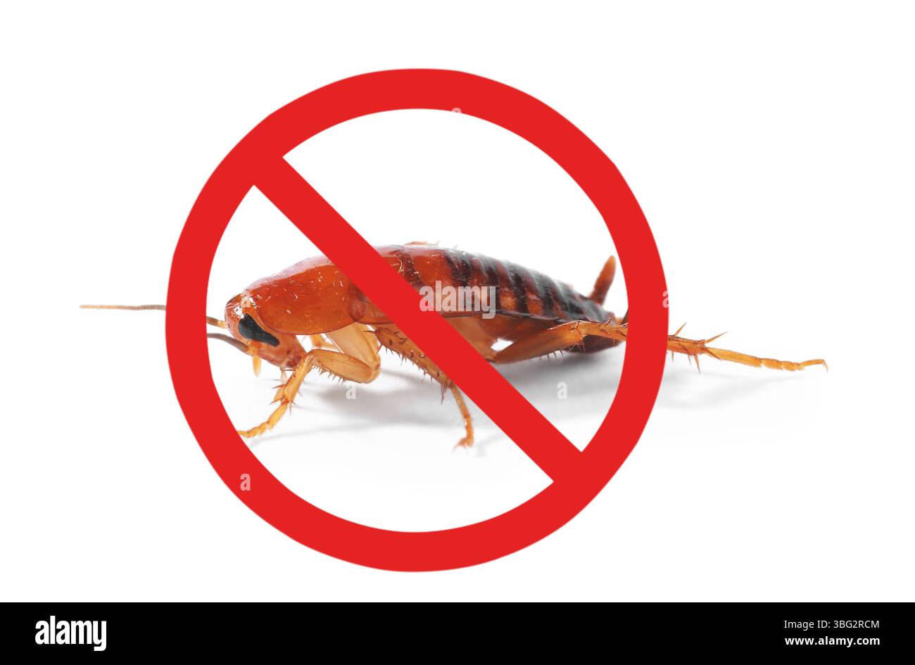Home pest control concept Cut Out Stock Images & Pictures - Alamy