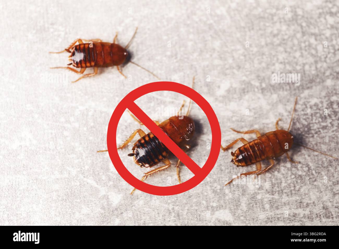 Cockroaches and red prohibition sign on grey surface Stock Photo - Alamy
