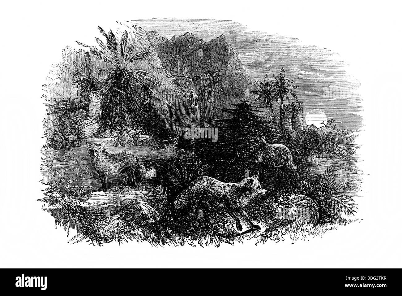 Illustration of Lamentations V.13 Because of the mountain of Zion which is desolate the foxes walk upon it  from Antique 19th Century The Holy Bible c Stock Photo