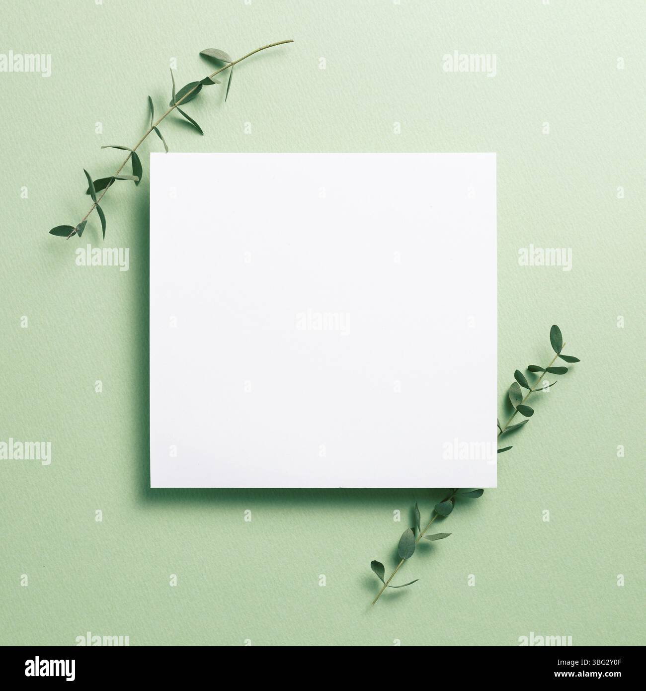 White memo pad, blank paper with eucalyptus leaves on green background. top view, copy space Stock Photo