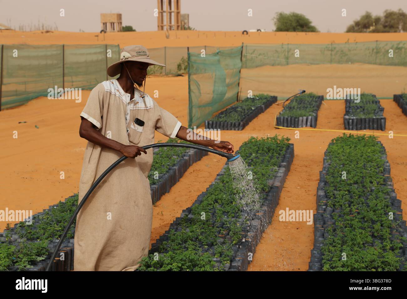 Bir El Barka, Mauritania. 3rd June, 2025. A worker waters plants in the ...