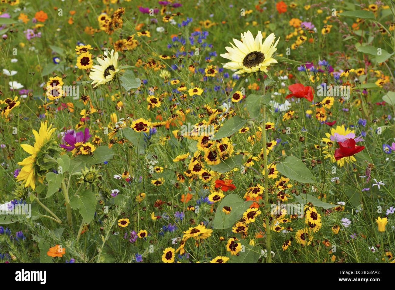 Summer flowering wildflower hi-res stock photography and images - Alamy