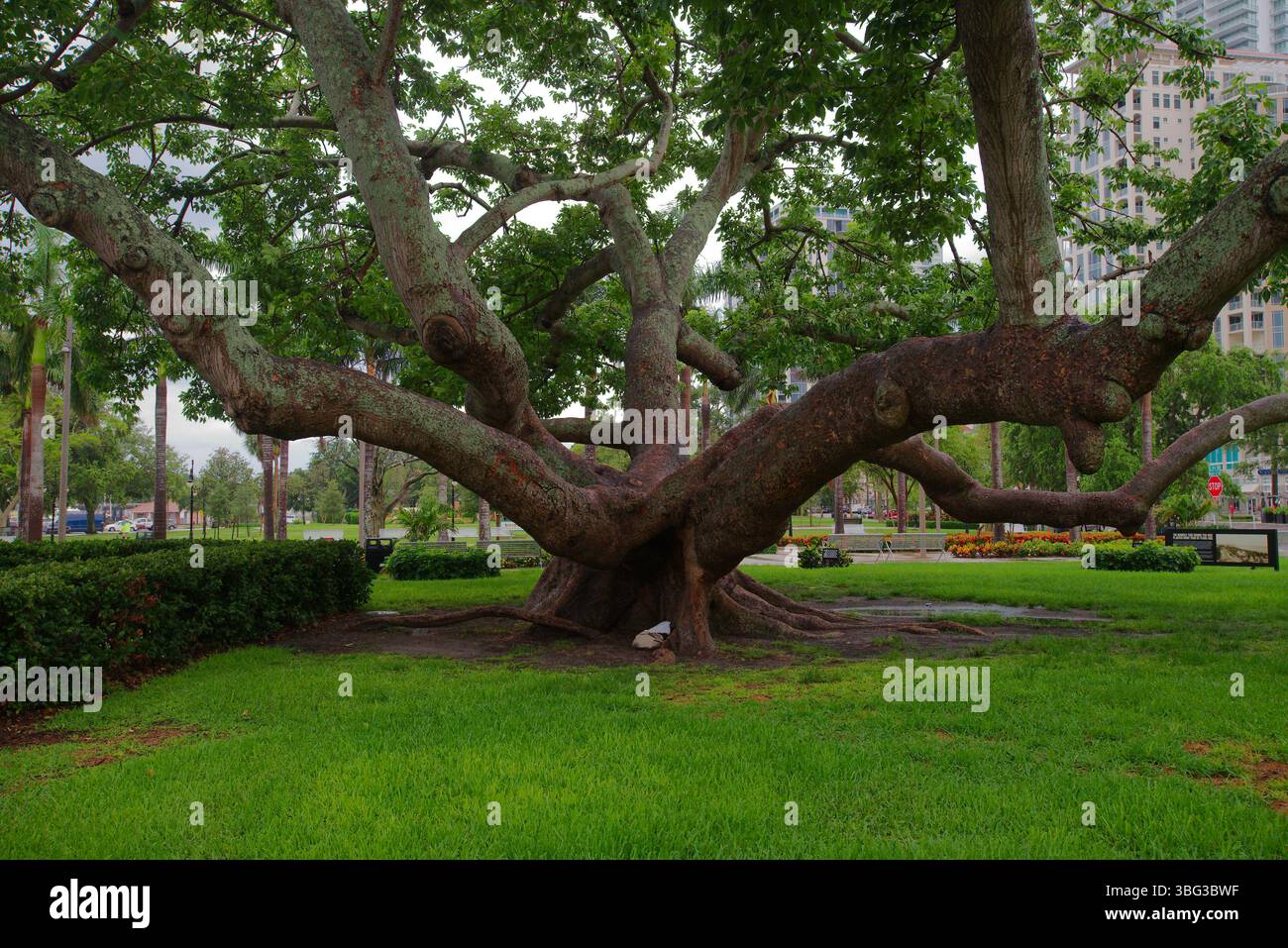 Overhanging palm tree branches hi-res stock photography and images - Alamy