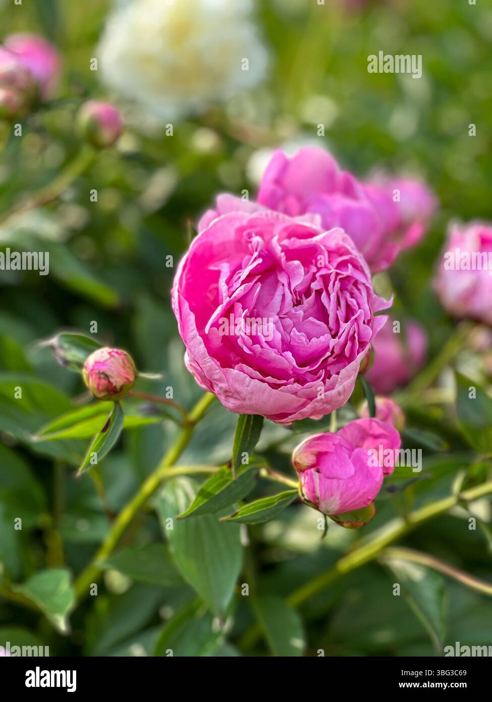 Pink peony flower close up in a garden - Smartphone Captured Stock Image