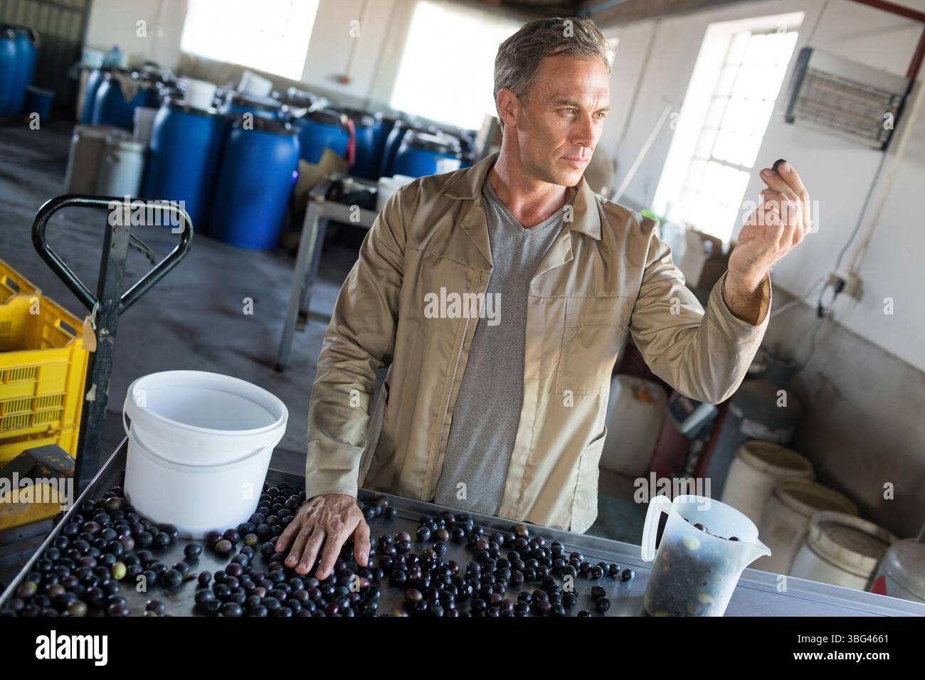Mature man inspecting dark purple fruits at stainless steel sorting table in processing shed Stock Photo