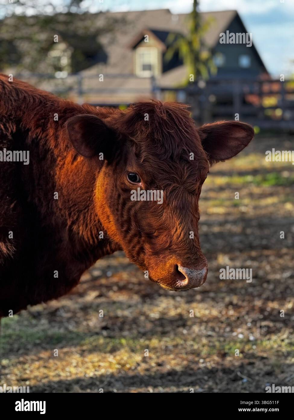 A gentle cow standing in a sunlit pasture, its calm gaze reflecting the peaceful countryside - Smartphone Captured Stock Image