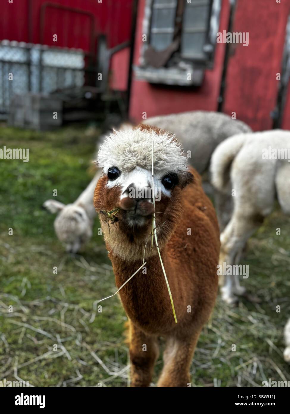 A young llama gazing directly into the camera, its curious expression framed by the rustic charm of a farm barn - Smartphone Captured Stock Image