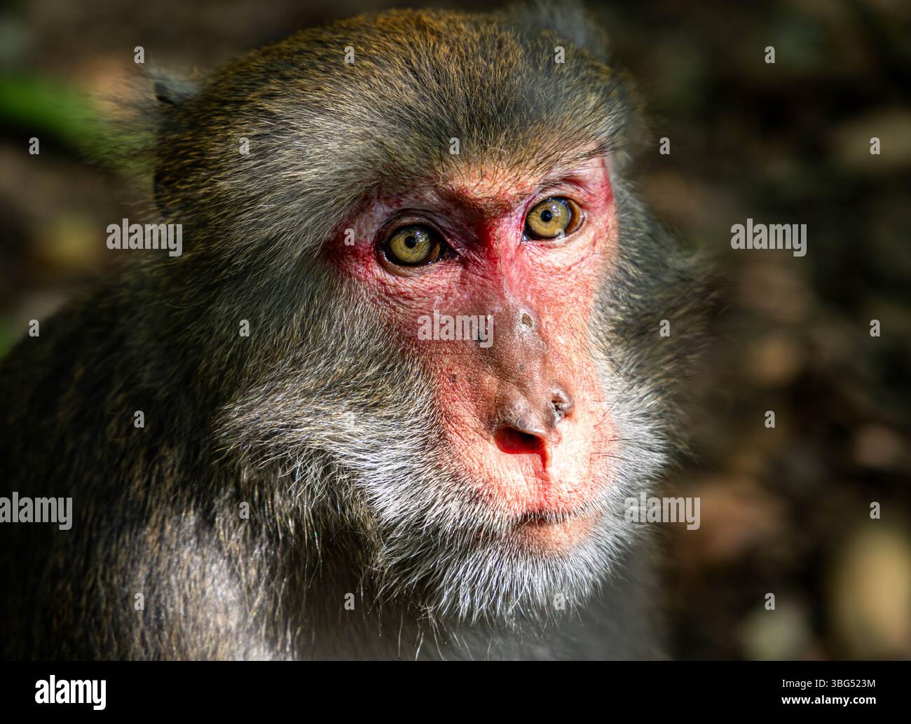 Wild Taiwanese Macaque portrait Stock Photo