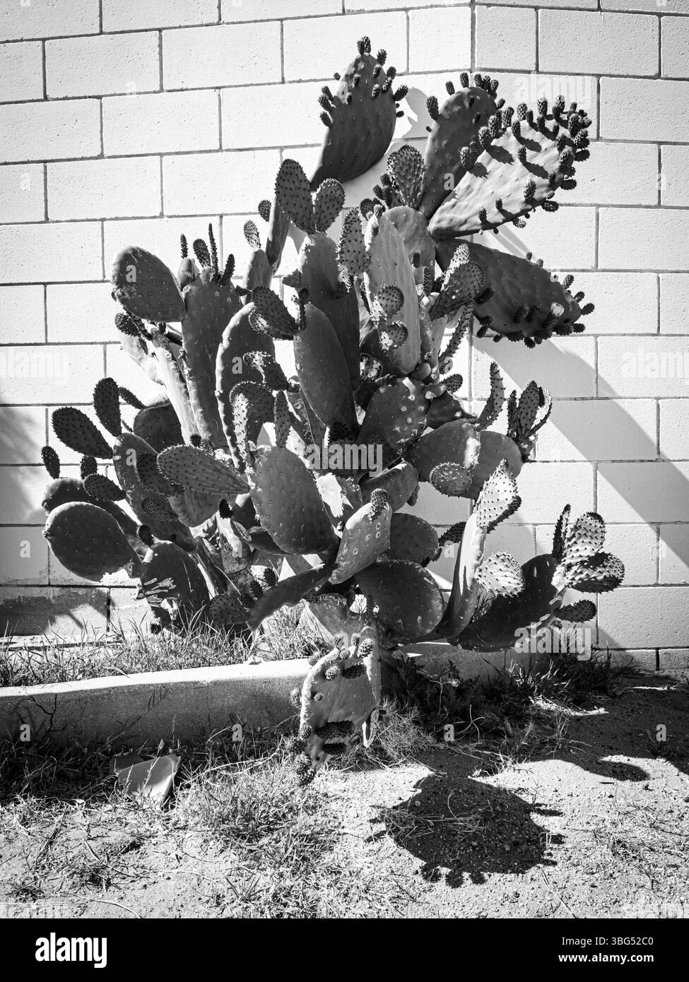 Sunlight boldly illuminates the shadows cast by this urban, monochromatic cactus. Against a metropolitan backdrop, it commands attention and powerful. - Smartphone Captured Stock Image