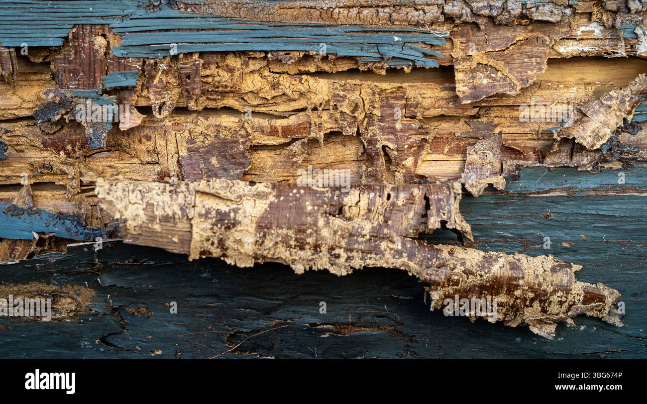 Termite Infested Shelf Termite-infested planks need urgent repair. A termites nest hidden ...