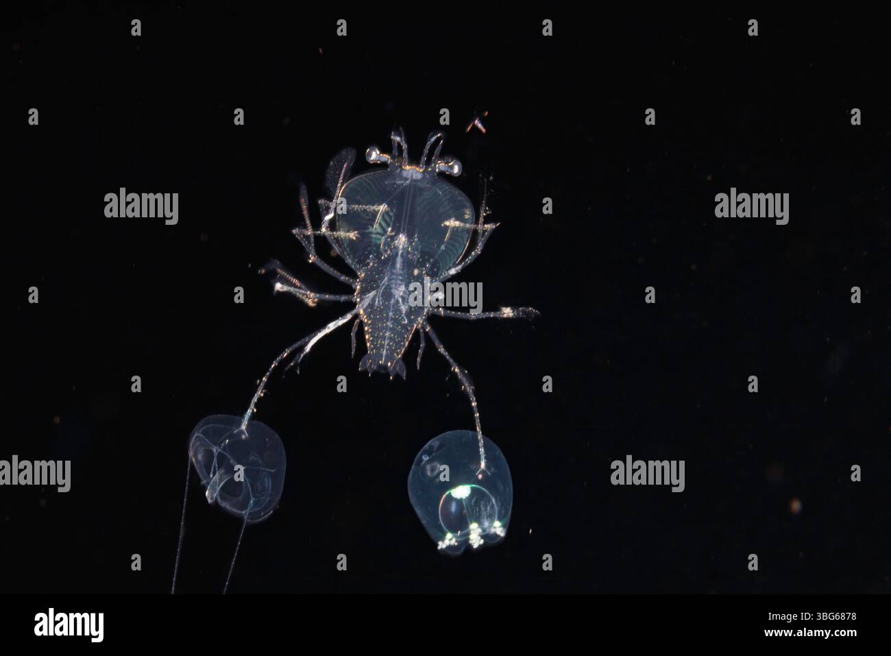 This image was captured a half mile off the island of Bali on a blackwater night dive with the bottom 1500+ feet below. The crab has captured two jell Stock Photo