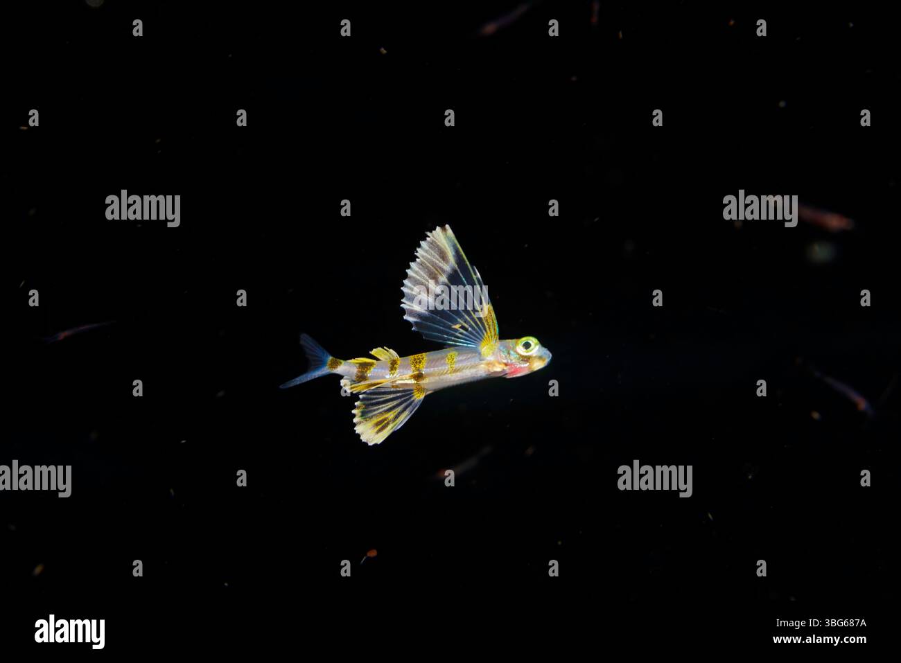 Flyingfish hi-res stock photography and images - Alamy
