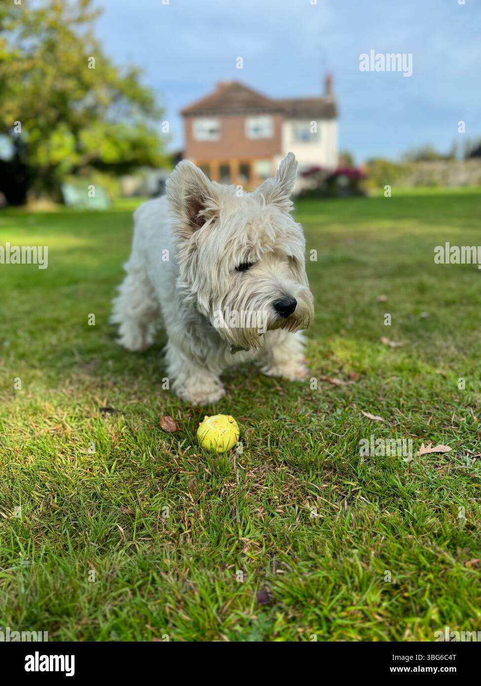 A cute West Highland Terrier walks past an apple on the grassy lawn of an English country garden. - Smartphone Captured Stock Image