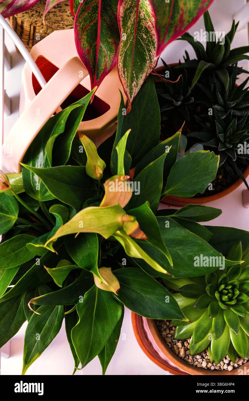 indoor herb plant pots PICO