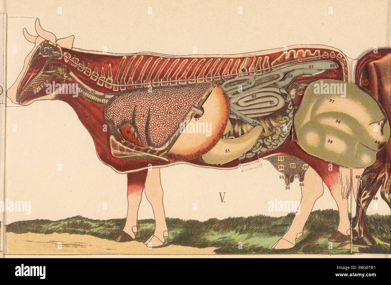 Page 14 of *La Vacca*, a 1924 book on dairy cattle anatomy, continues its detailed color illustration of the cow’s body, focusing on the muscular and vascular systems as well as internal organs with multiple flaps revealing each anatomical layer. Stock Photo