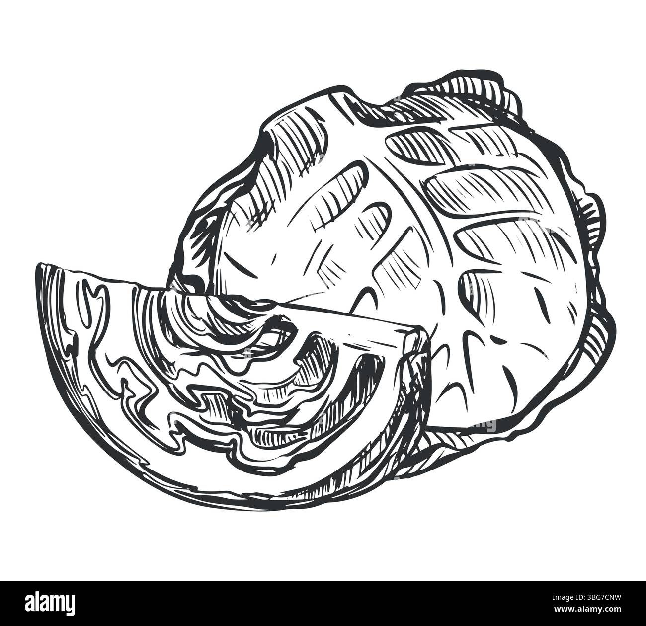 Cabbage leaf drawing hi-res stock photography and images - Alamy