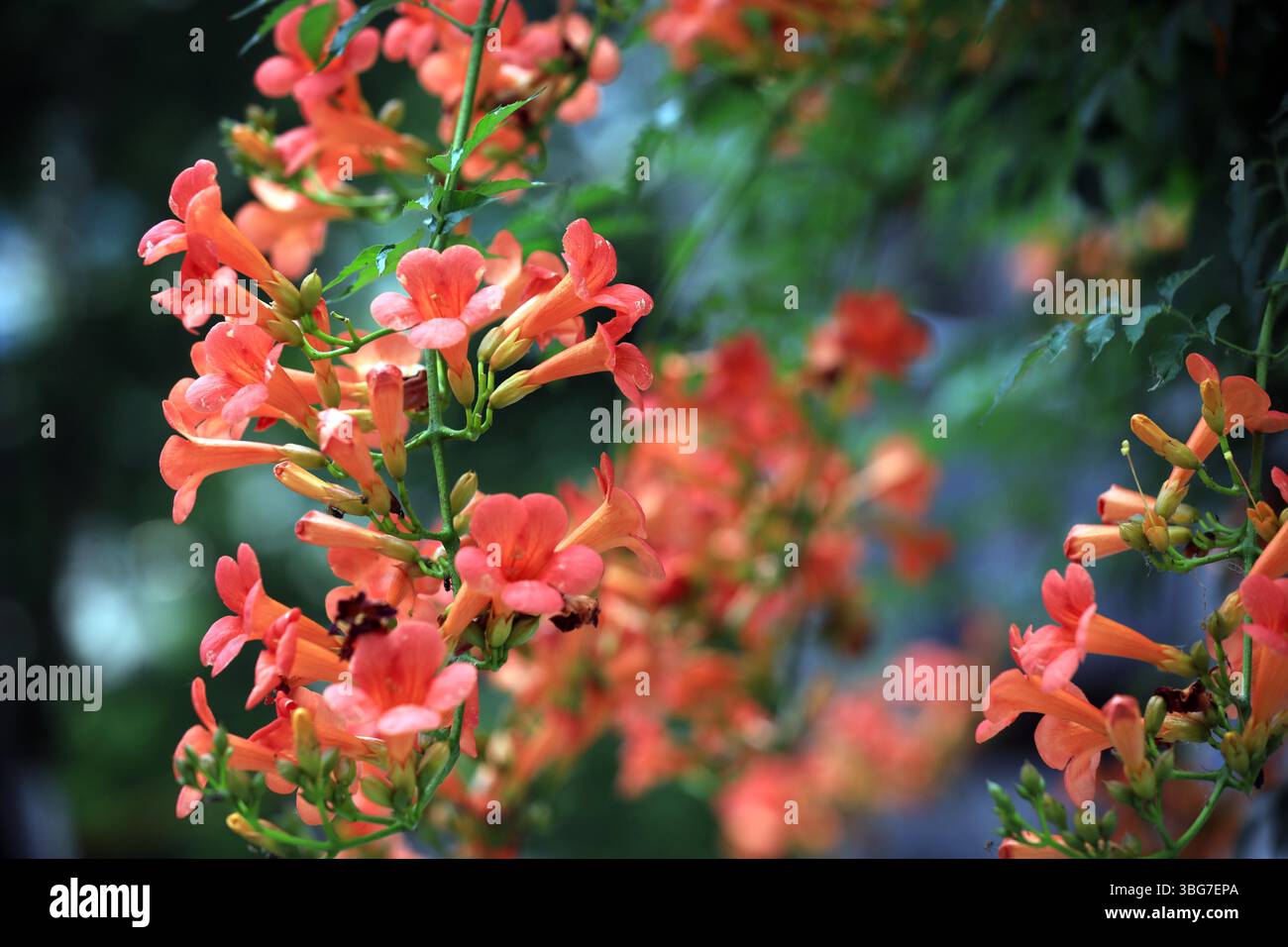 Chinese trumpet vine flowers are in full bloom in Huai'an City, east ...